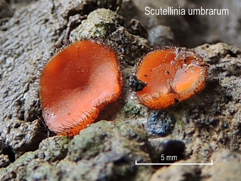 Scutellinia umbrorum-amf1409.jpg - Scutellinia umbrorum ; Syn1: Ciliaria umbrorum ; Syn2: Peziza umbrorum ; Non français: Pézize des endroits ombrés